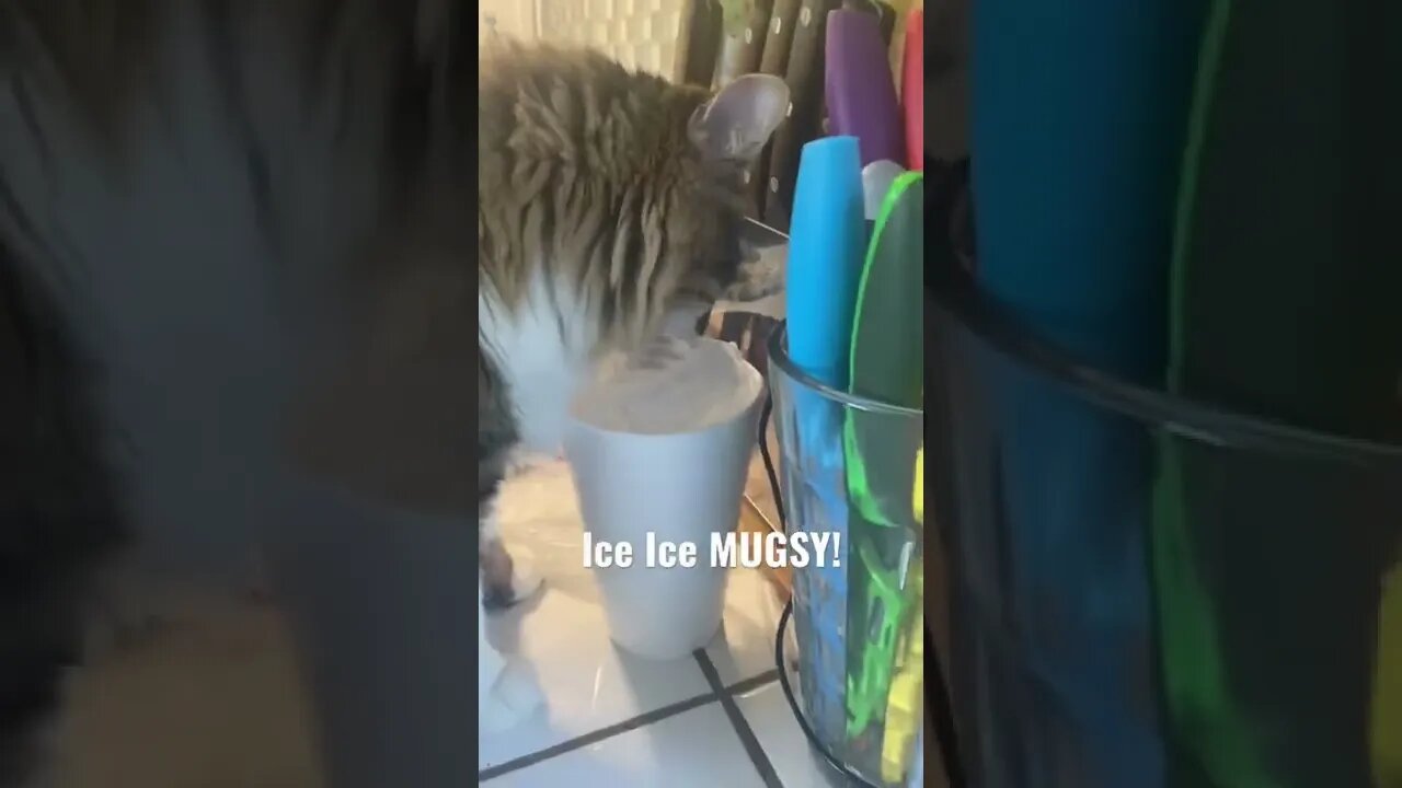 Kitty Loves licking Ice…. #Catderp