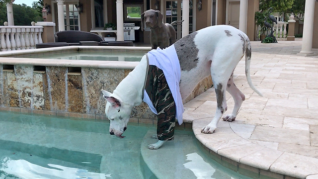 Max the Great Dane Enjoys a Drink From the Pool