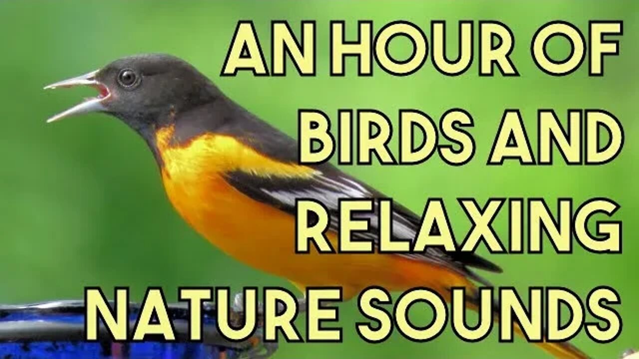 Hour of Birds w/ Relaxing Nature Sounds, Orioles, Bluebirds, Goldfinch, Hummingbirds + Stream & More