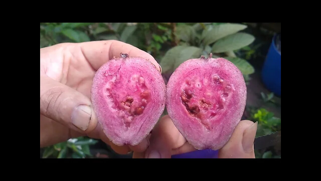 colheita e degustação de goiaba roxa a folha é roxa a flor é roxa uma das melhores goiaba