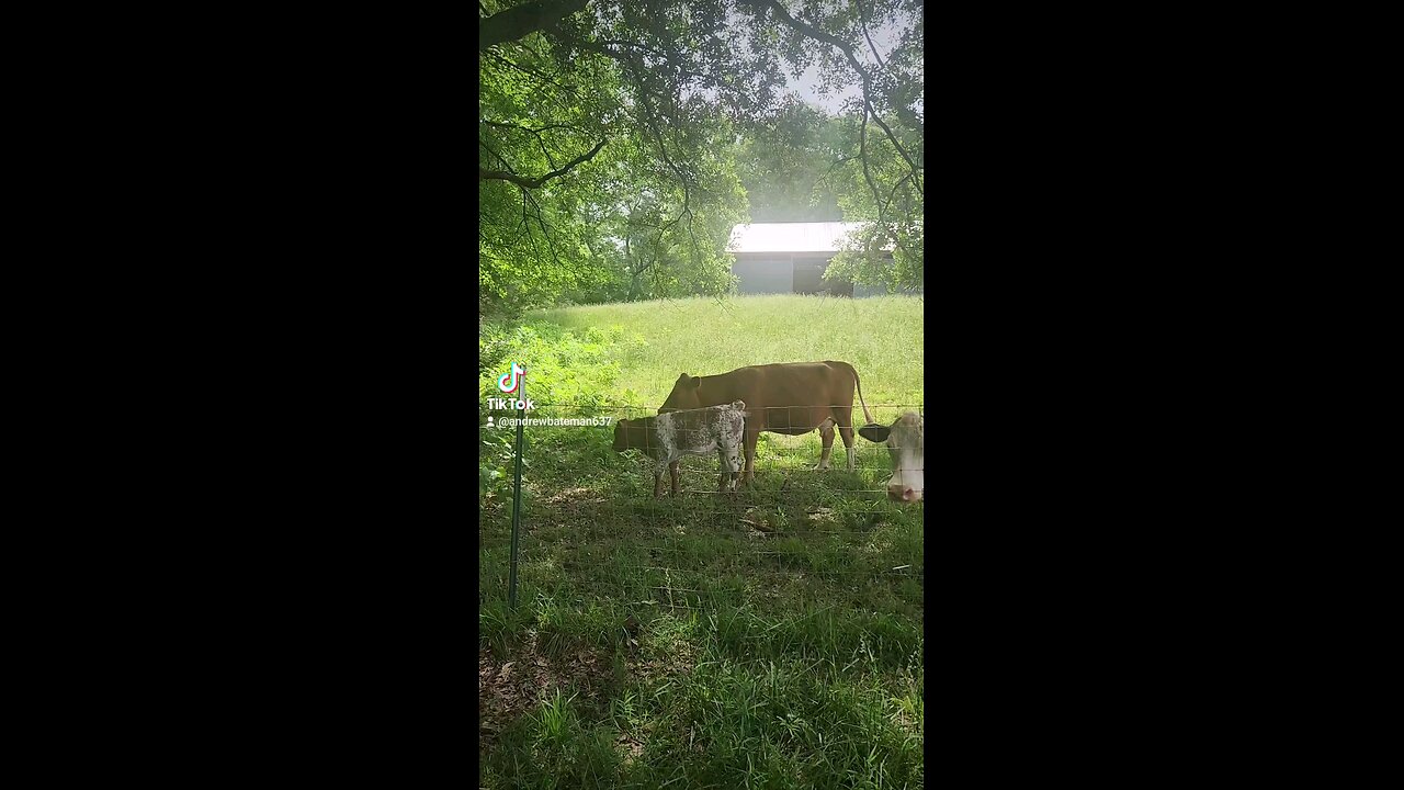 Momma cow and heifer calf.