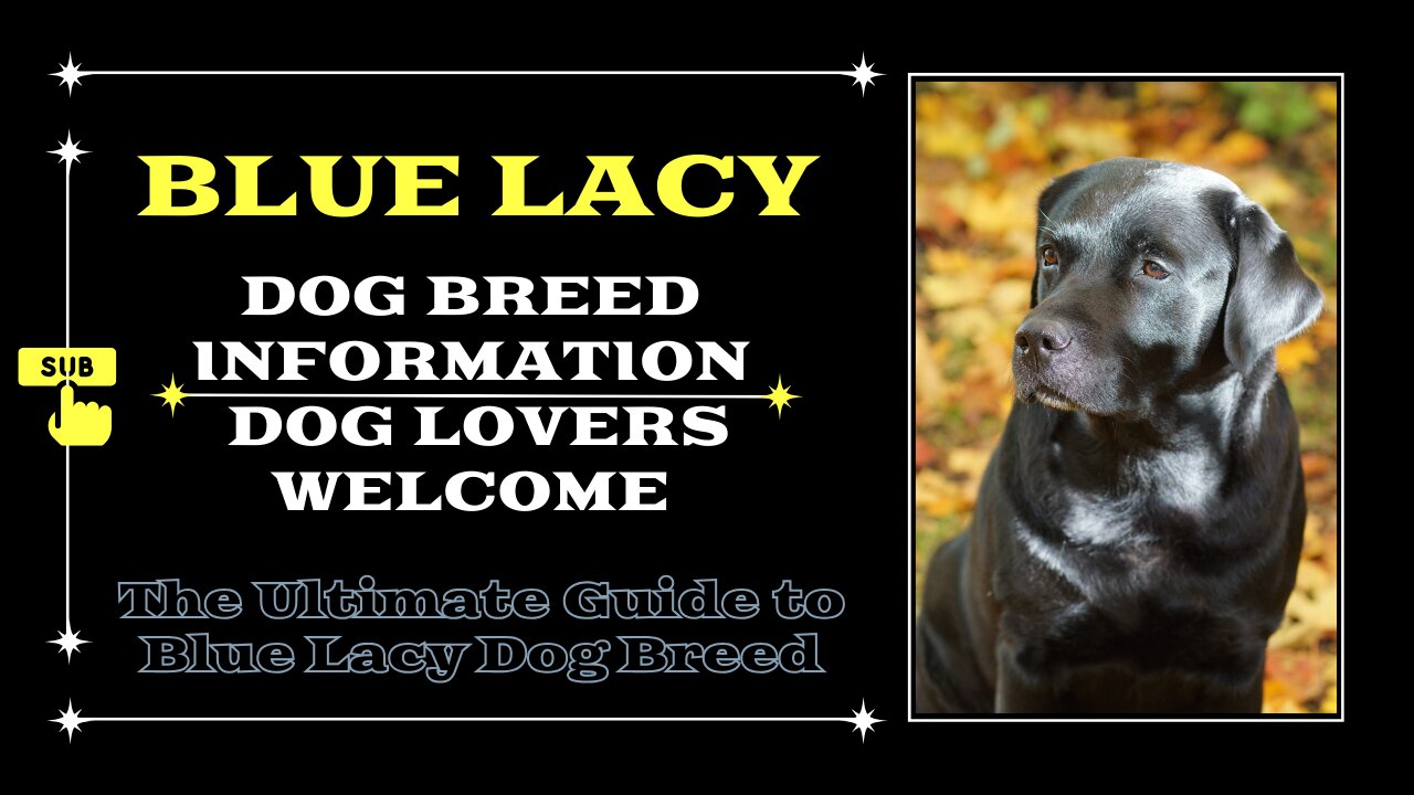 Blue Lacy Dog Breed: Everything You Need to Know for a Perfect Pet Companion!