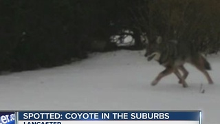 Coyote spotted in Lancaster