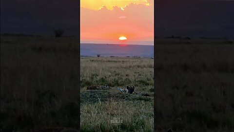 Hyenas At Sunset #shorts | #ShortsAfrica | #Augdailyshorts