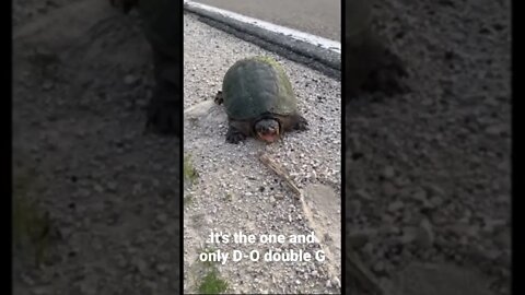 It's the one and only D-O double G #shorts