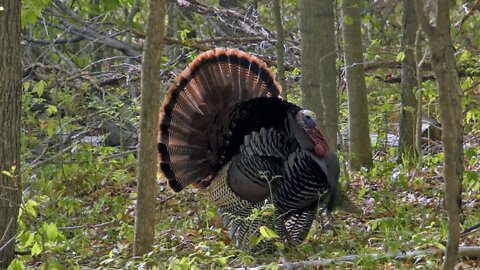 Quick Michigan and Illinois Turkey Hunts - Spring Turkey Hunting