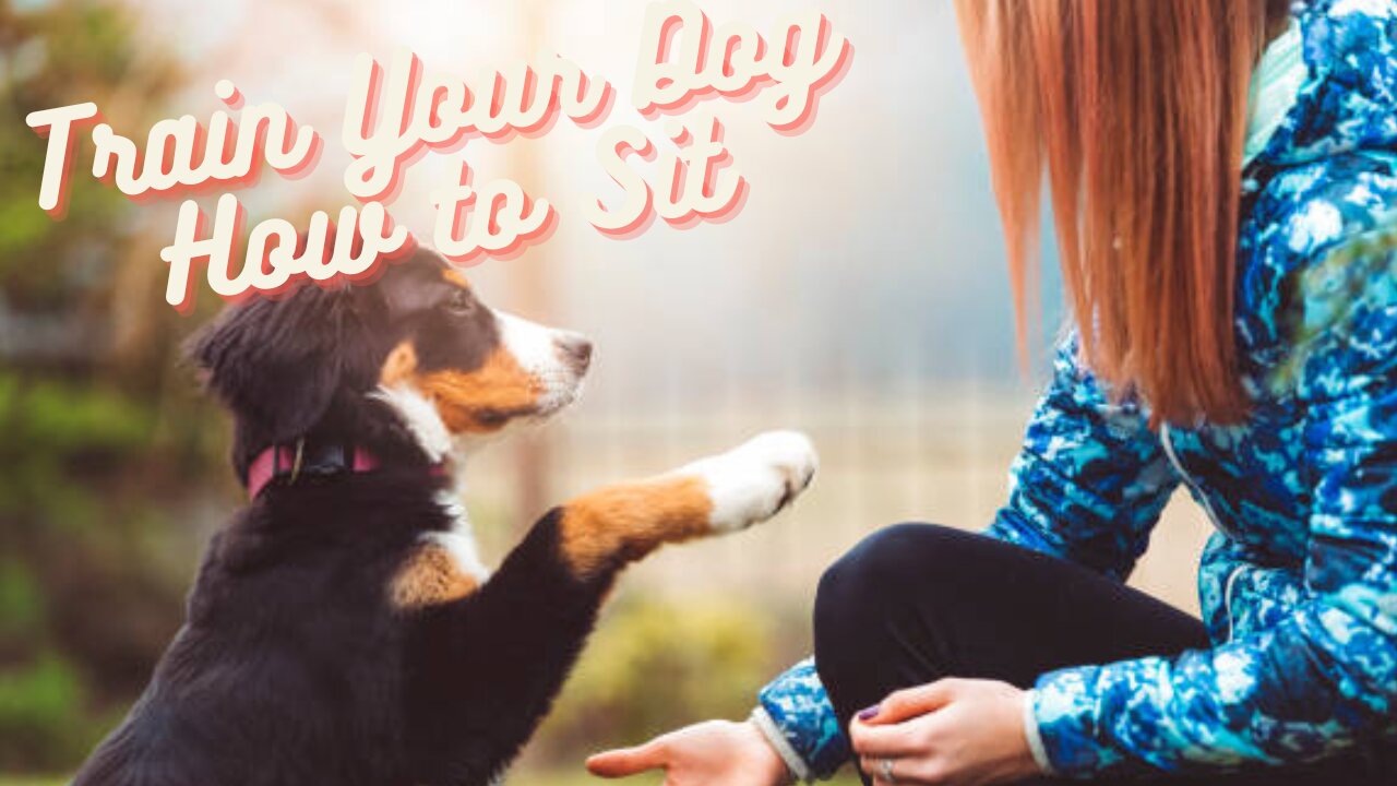 Train Your Dog How To Sit. Step By Step Training