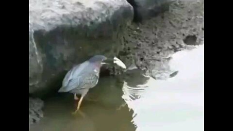 bird catches fish