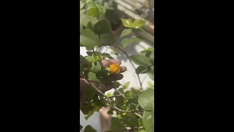 Delicious surinam cherry in my kitchen garden