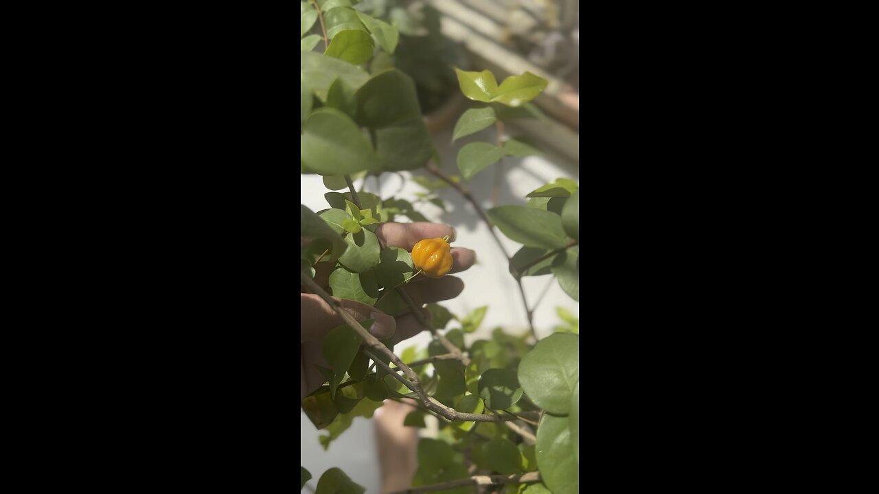 Delicious surinam cherry in my kitchen garden