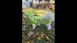 Rosie The Pickle Costume (Featuring Rosie The Shihtzu)