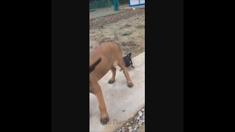 @Shorts @Reels Amazing funny and uniques pet videos @Short 38 @Shorts_Full-HD