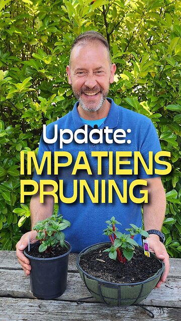 Leggy Impatiens 3 Week Update