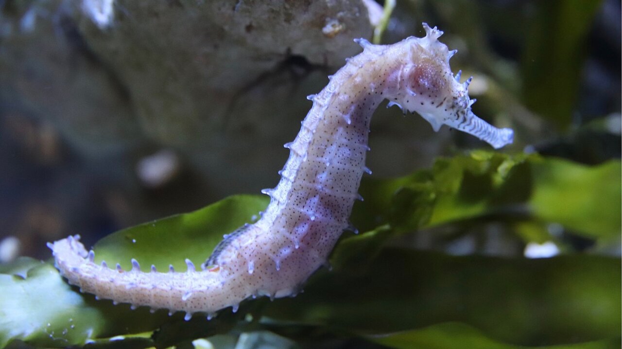 Graceful Dancers of the Deep: Seahorses in Their Underwater Realm