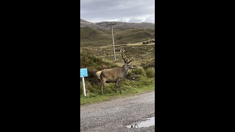 Wild deer in the highlands !