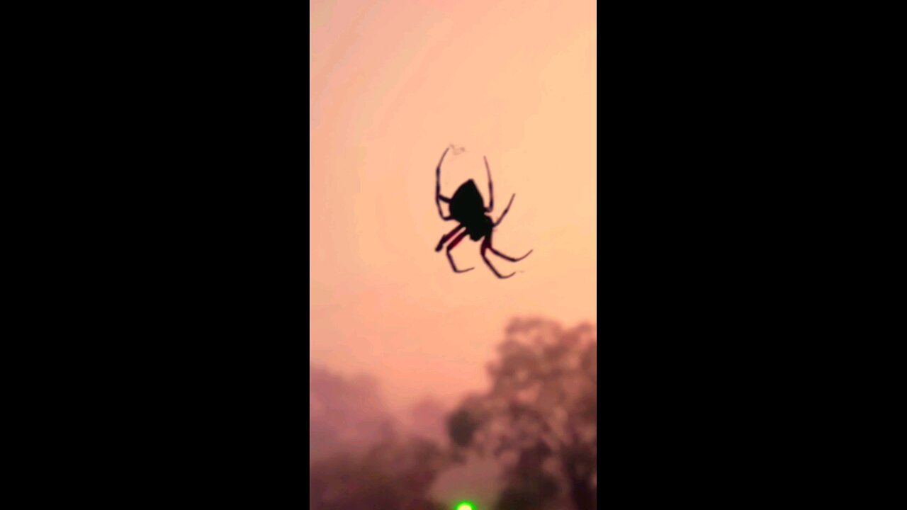 Autumn Spider Rise