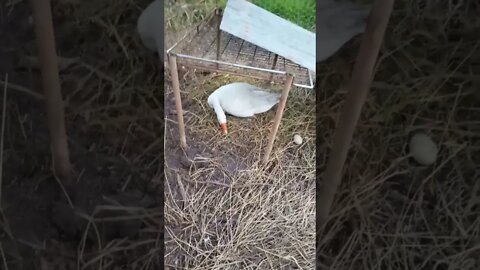 Gander sitting on his girls eggs