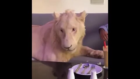 Rare White Lion Attack - Daily Dose of Nature