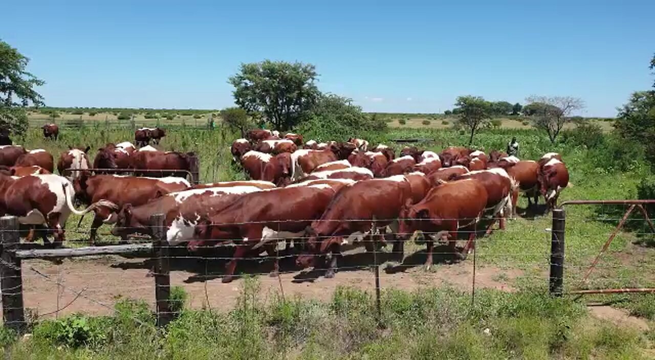 Pinzgauer cattle