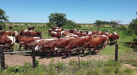 Pinzgauer cattle