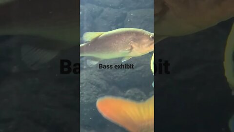 Bass Exhibit