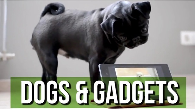 This Hilarious Dogs & Gadgets Compilation Will Brighten Your Day!