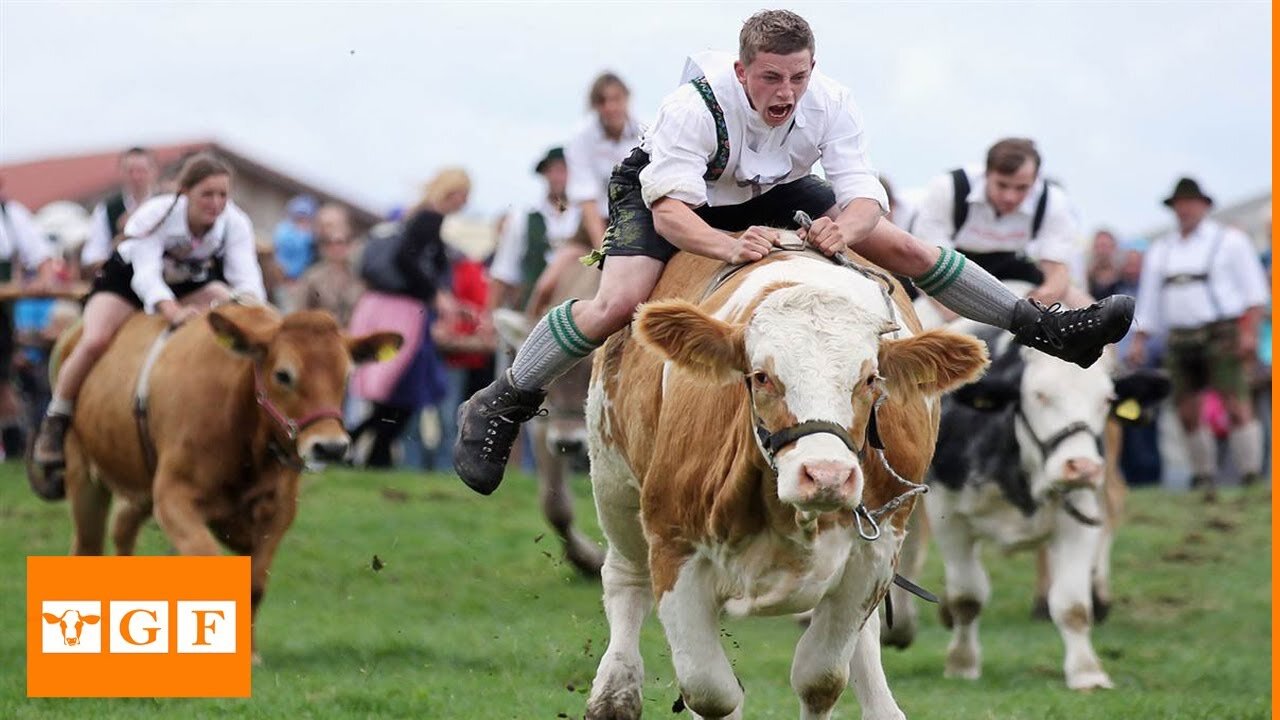 Funny scenes in the cow race 😂😂