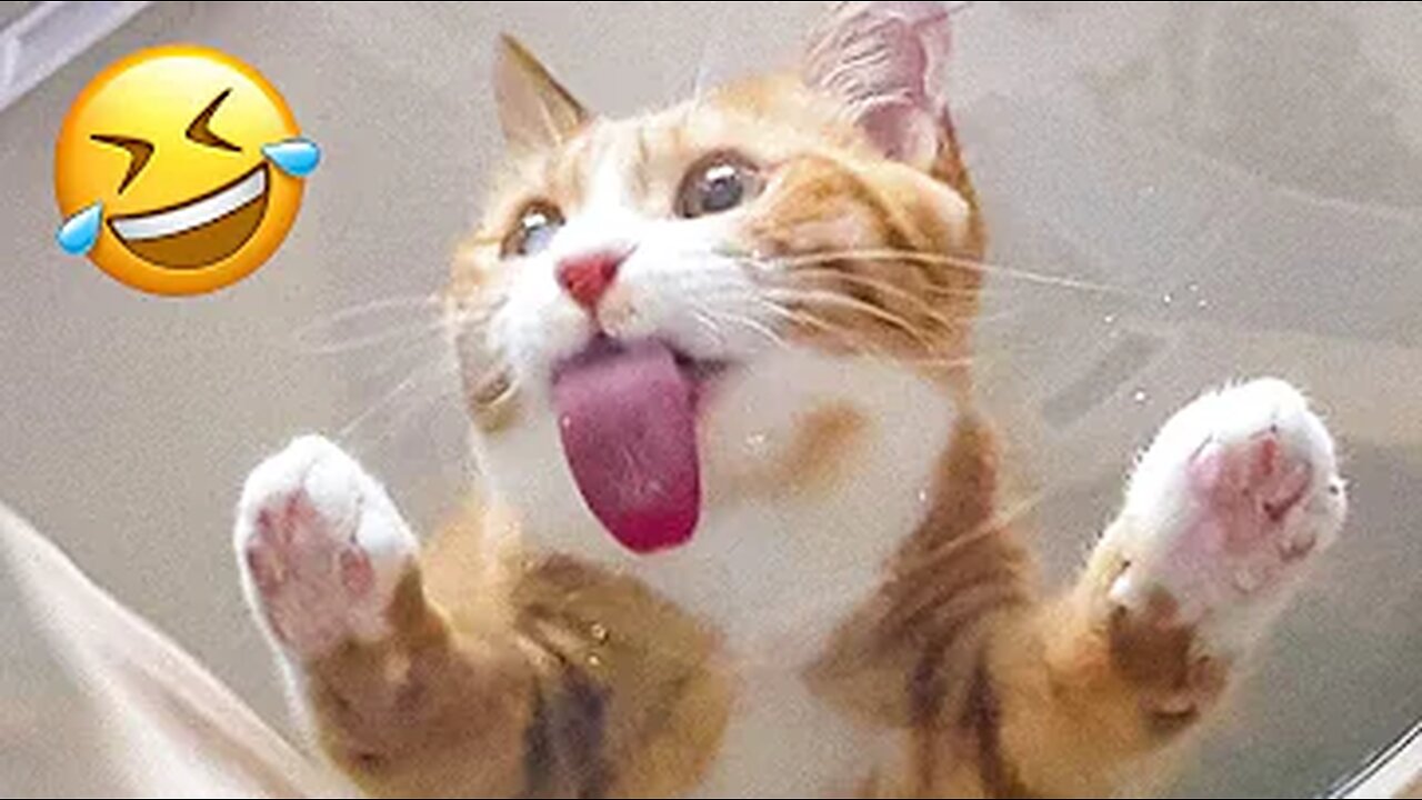Funny Animal Videos 2023 😂 - Funniest Cats And Video 😺