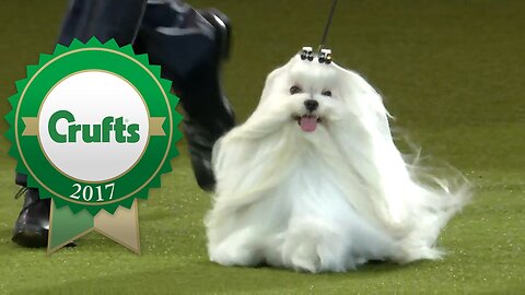 Eukanuba World Challenge Final | Crufts 2017