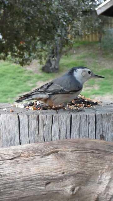 White-breasted Nuthatch🐦Woodpile Seed Surprise