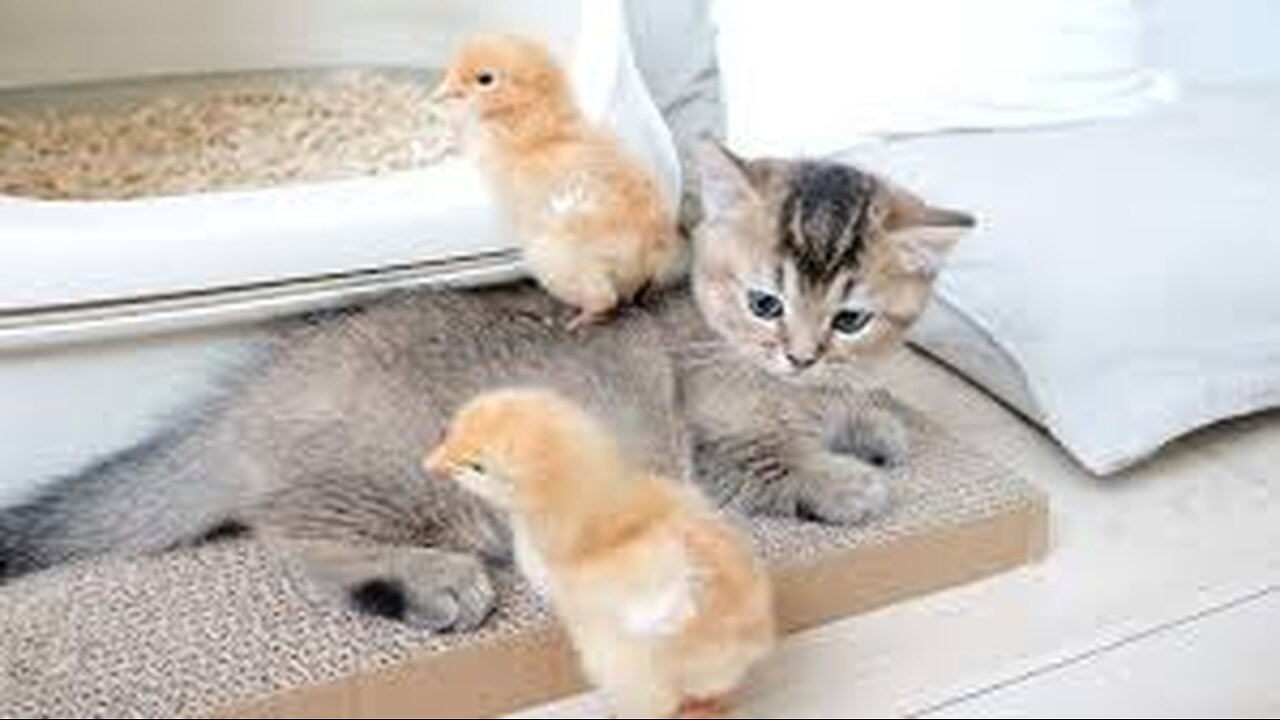 Kitten Kiki is sleepy, but the chicks wake her up