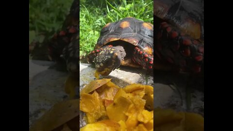 Juicy Mango Time for Melon the Tortoise #shorts #tortoiseshorts