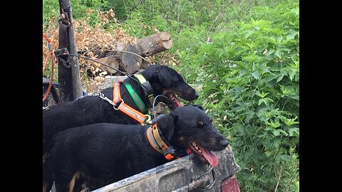 Young German Jagdterrier training in the bay pen