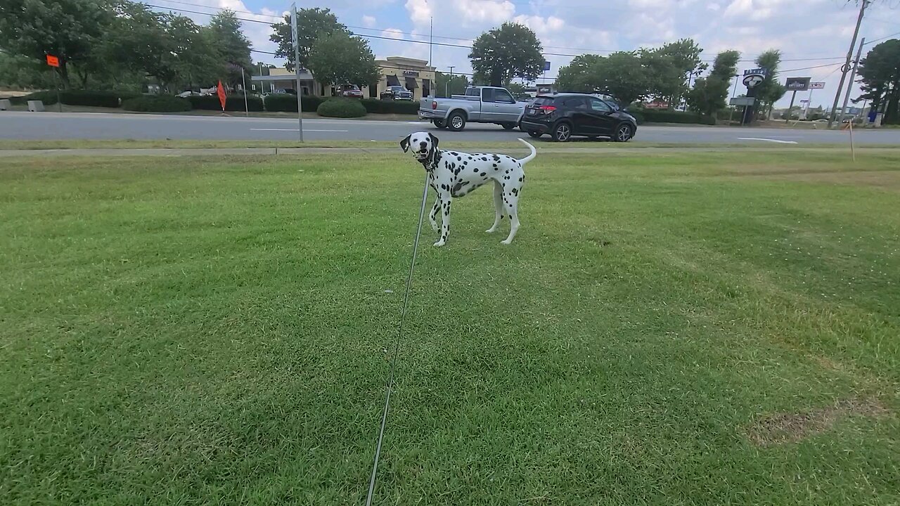 Luna Visits Smithfield North Carolina Tesla Charging Station