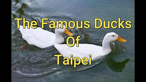 The Famous Ducks of Taipei