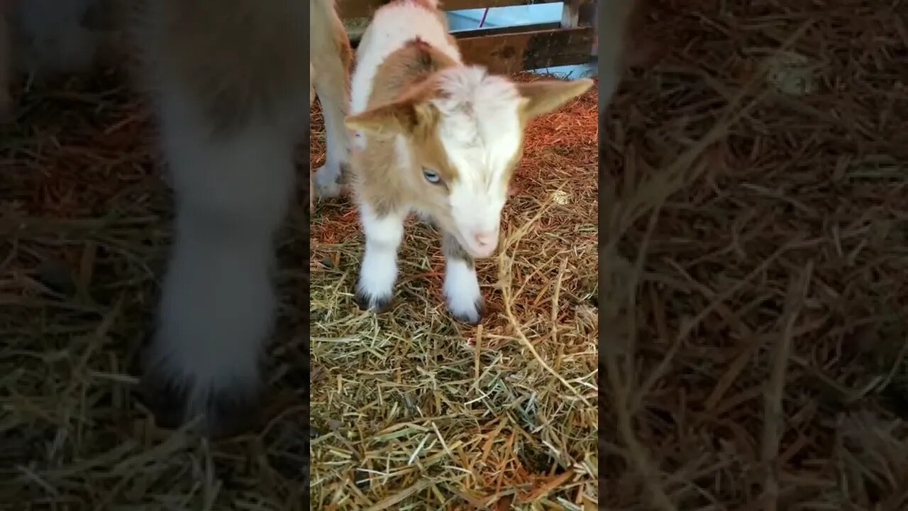 #goats #homesteading #farmanimals #cuteanimals #babyanimals #babygoats #farm #homesteadlife