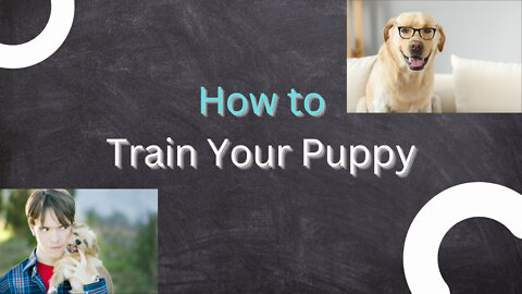 How to Train Your Puppy