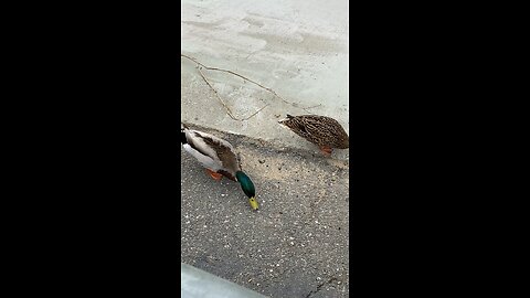 Two Ducks Eating Food On The Ground #subscribe #shorts #viral #duck #trending #subscribetomychannel