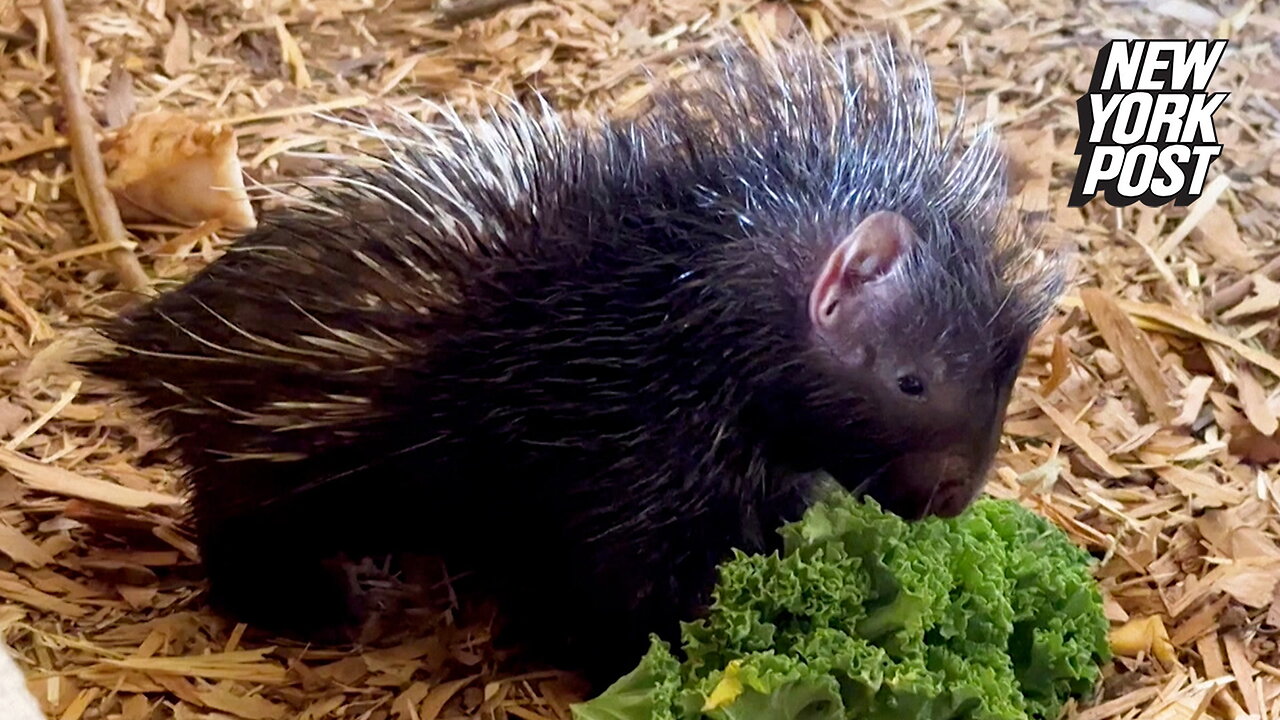 Baby porcupine 'quill' melt your heart