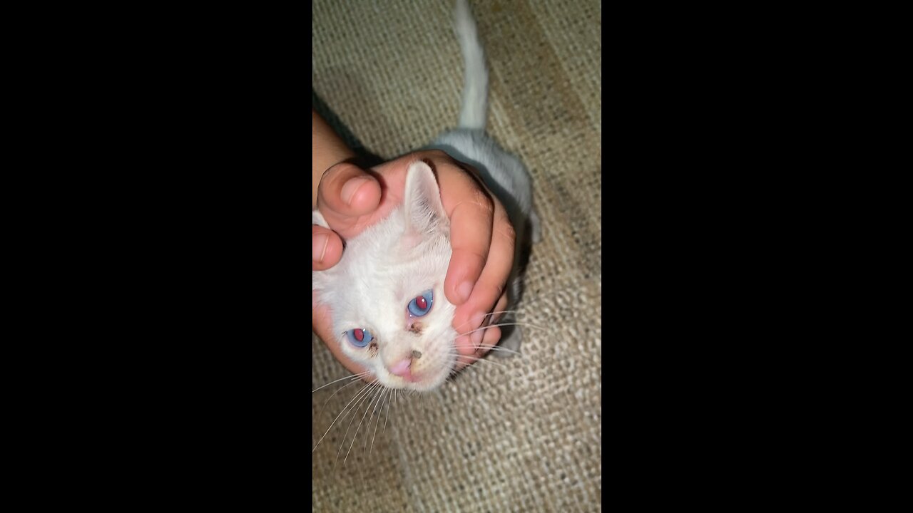 Cute cat