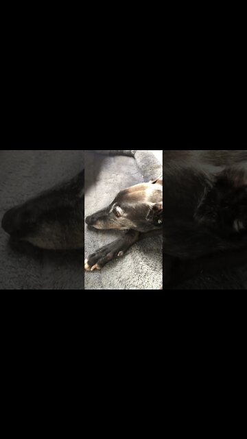 Elsa the disabled greyhound enjoying time on mummy's bed