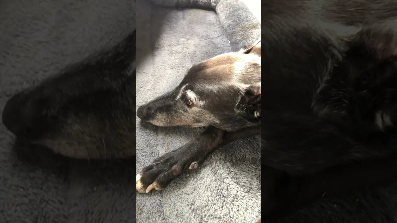 Elsa the disabled greyhound enjoying time on mummy's bed
