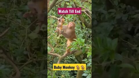 Monkey Mom#animals #Gigox#shorts