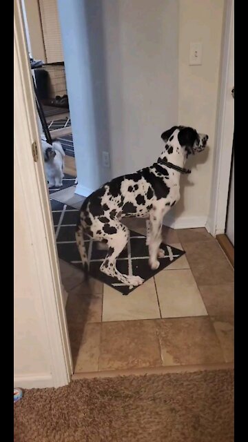 Artemis and Sherlock hear someone Home!!