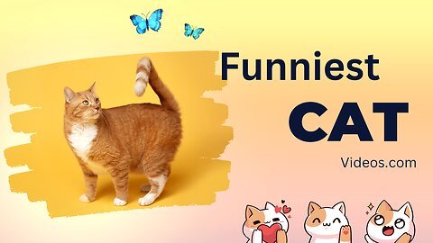 The cat is very funny 😁🤣🤣