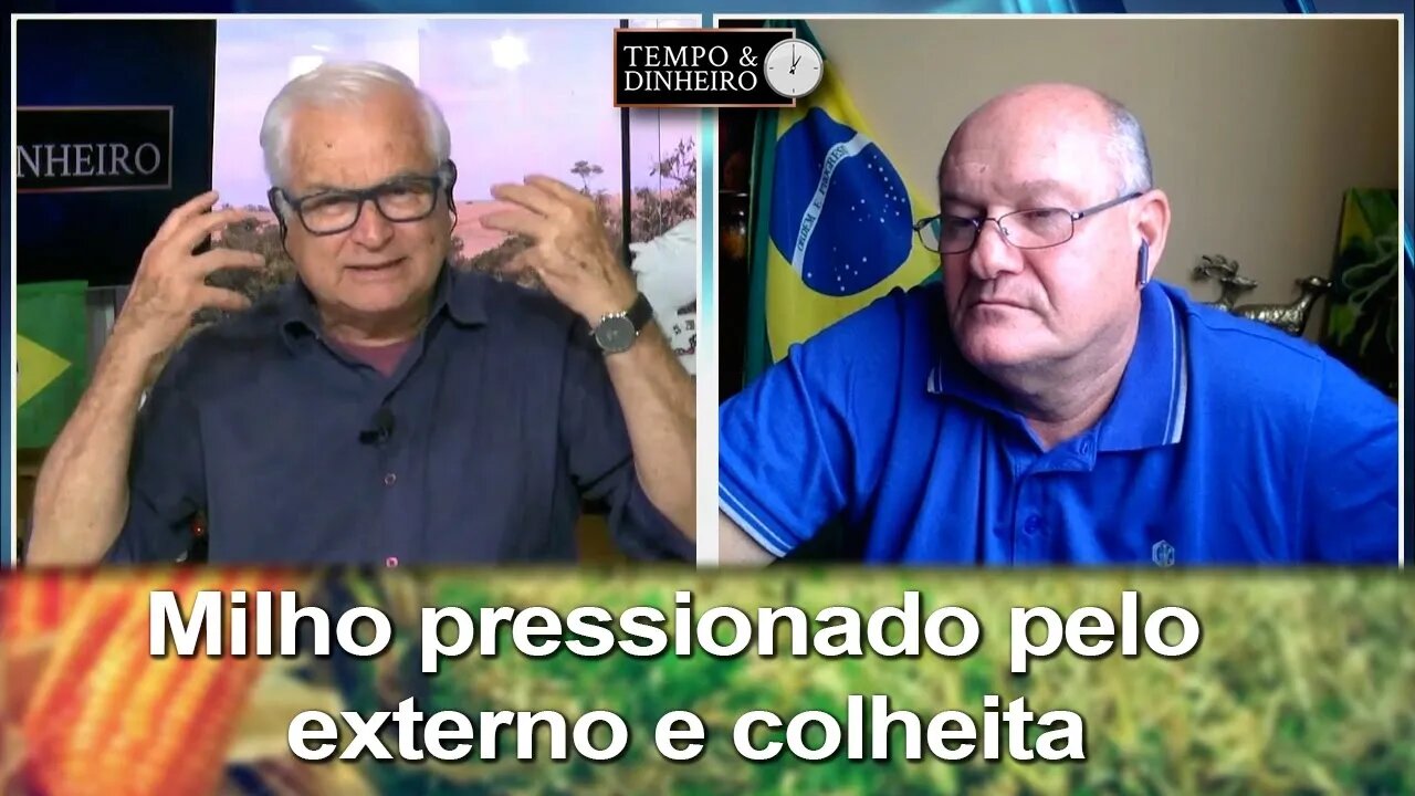 Milho pressionado pelo externo e colheita