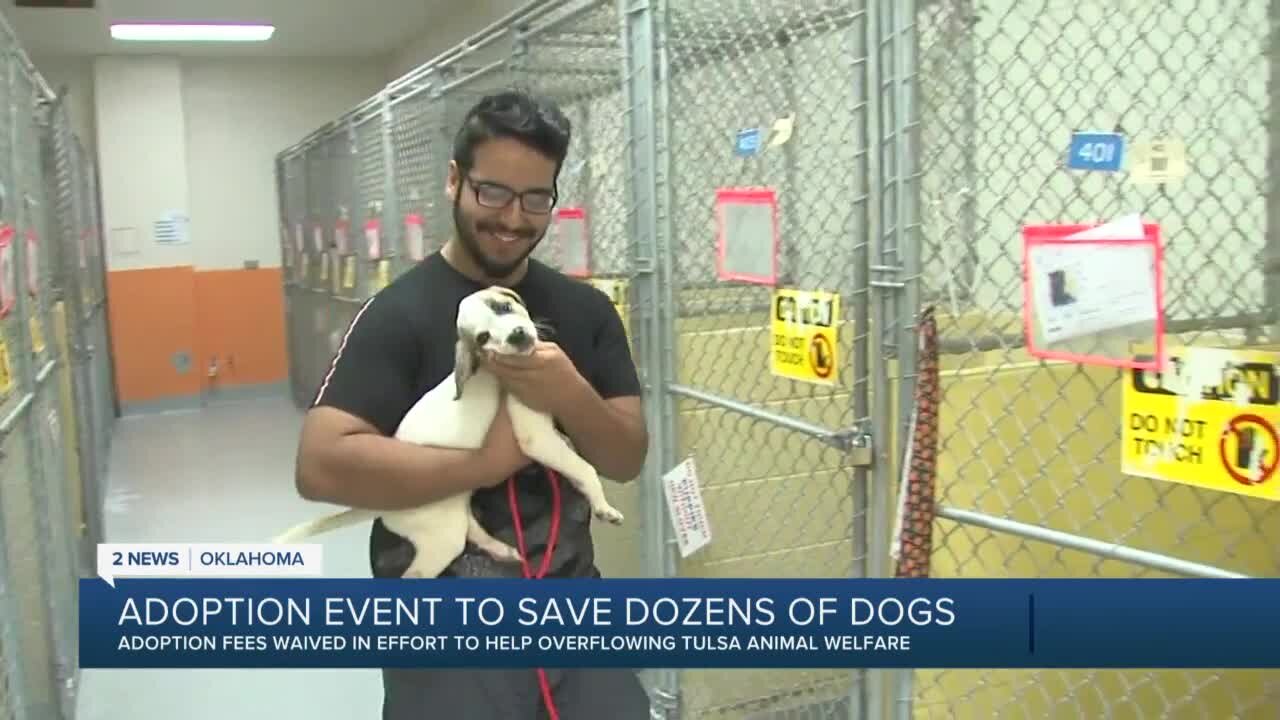 Adoption event to save dozens of dogs