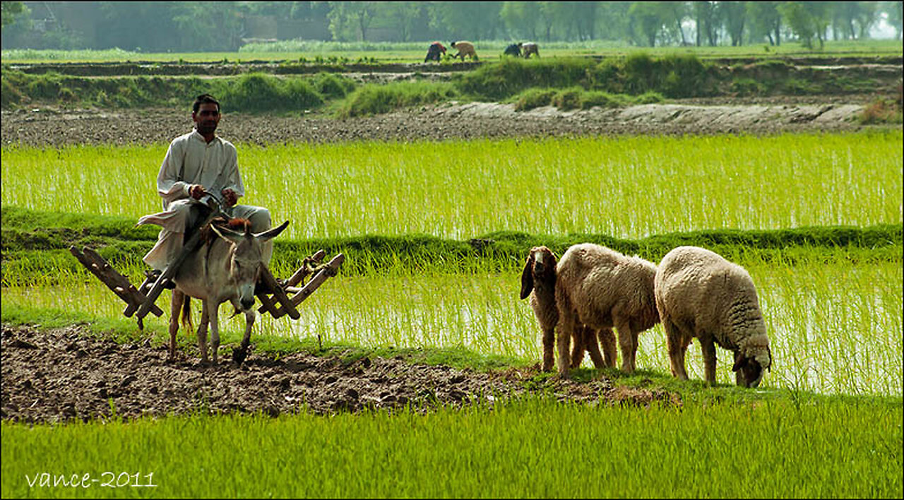 Village life