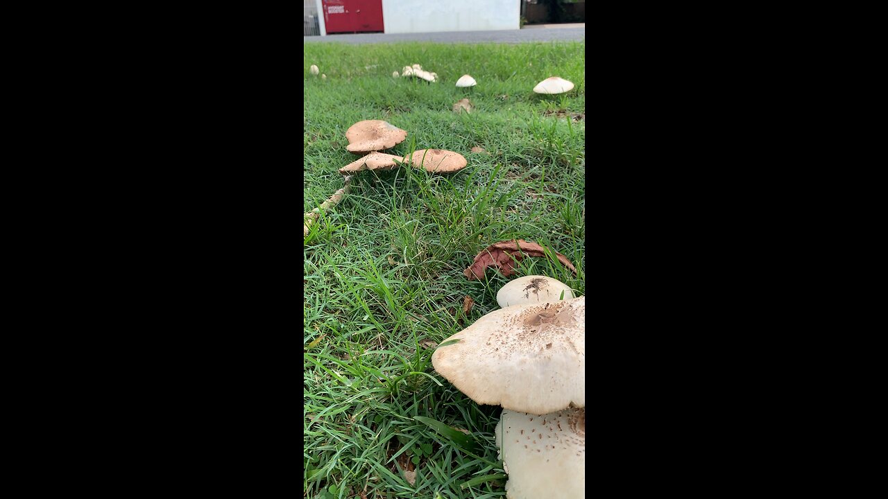 Foraging, Wild Mushrooms 🍄