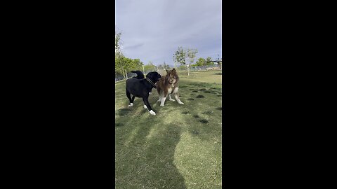 Dogs at dog park